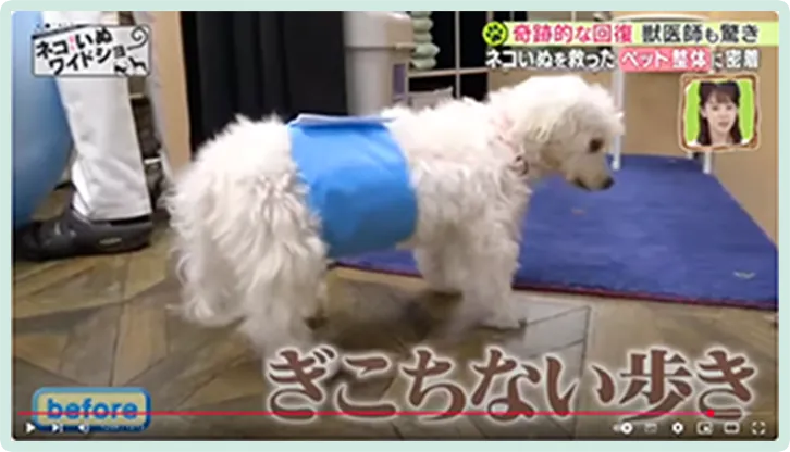 ペットの画像